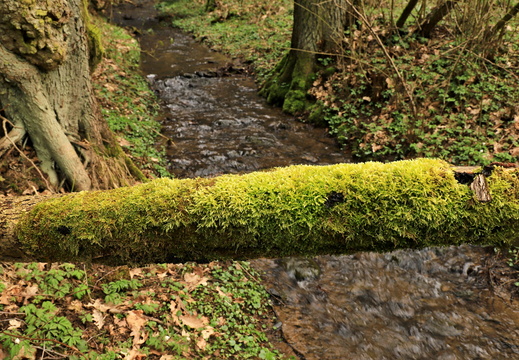 Ivanské jezero