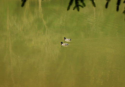 Ivanské jezero