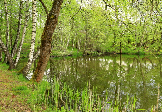 Kačerovské rybníky