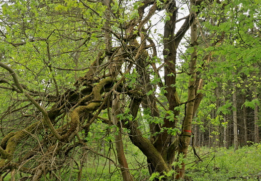 Kačerovské rybníky